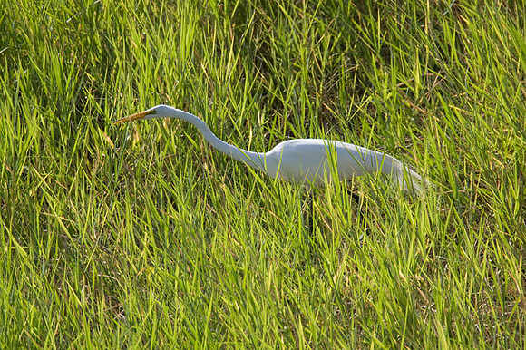 Great Egret (Ardea alba) also known as Great White Egret or Common Egret