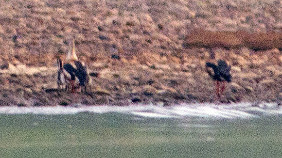 Orinoco Goose (Neochen jubata)