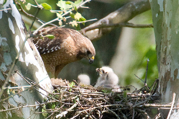 Red-shouldered Hawk (Buteo lineatus) adult and juvenile
