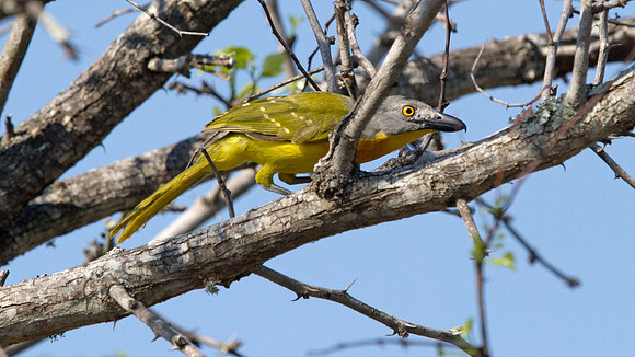 Grey-headed Bushshrike (Malaconotus blanchoti)