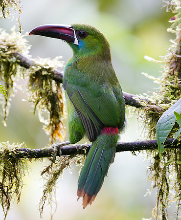 Crimson-rumped Toucanet (Aulacorhynchus haematopygus)