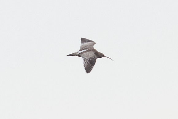 Eurasian Curlew (Numenius arquata)