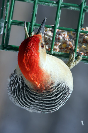Red-bellied Woodpecker (Melanerpes carolinus) male