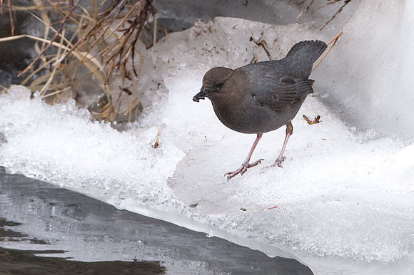 American Dipper (Cinclus mexicanus)