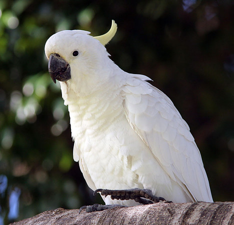Sulphur-crested Cockatoo (Cacatua galerita)