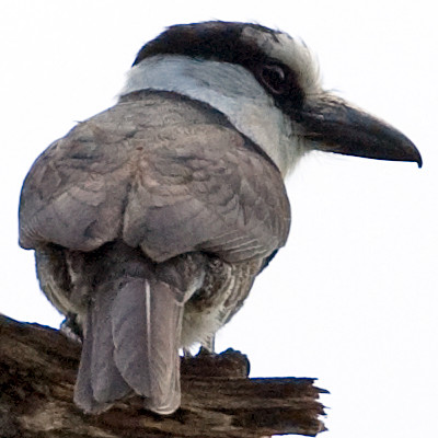 White-necked Puffbird (Notharchus hyperrhynchus)