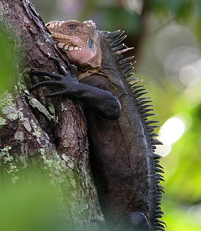 Lesser Antillean Iguana (Iguana delicatissima)