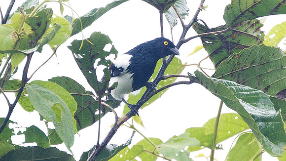 Magpie Tanager (Cissopis leveriana)