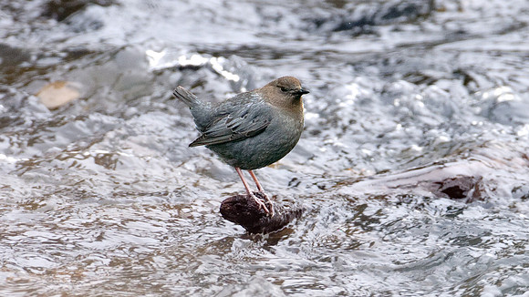 American Dipper (Cinclus mexicanus)