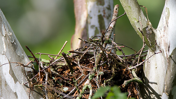 All Three Red-shouldered Hawk Chicks died from Hail Storm and high winds 5/25/11