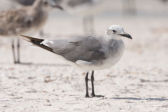 Laughing Gull (Leucophaeus atricilla)