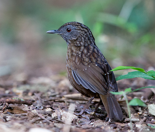 Streaked wren-babbler (Napothera brevicaudata)