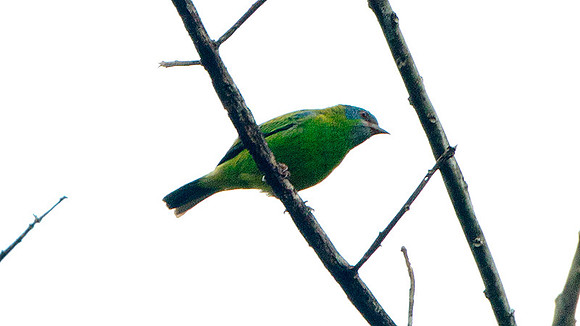 Blue Dacnis (Dacnis cayana)