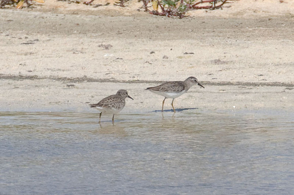 Least Sandpiper (Calidris minutilla)