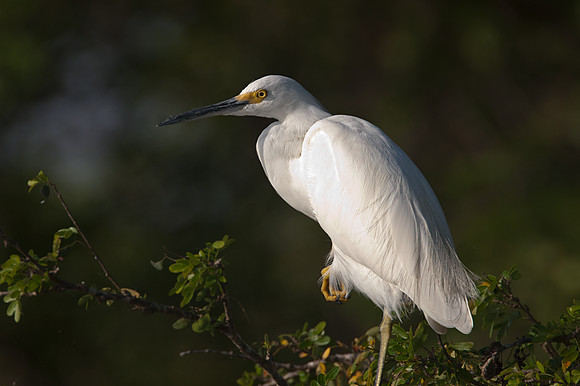 Snowy Egret (Egretta thula)