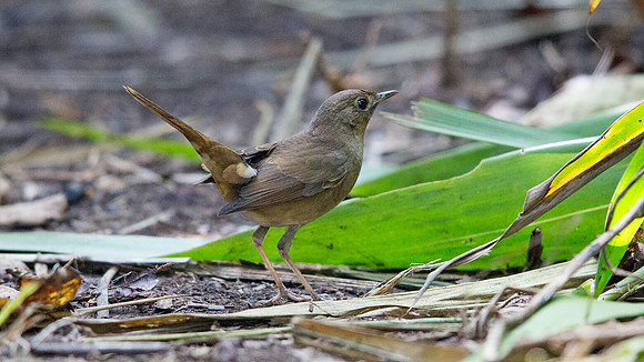 Siberian rubythroat (Luscinia calliope) Female
