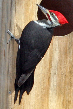 Pileated Woodpecker (Dryocopus pileatus) male