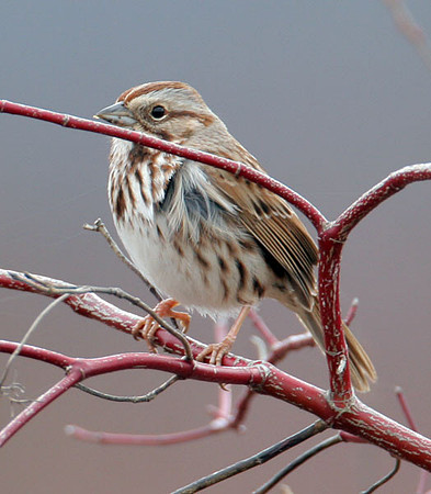 Song Sparrow (Melospiza melodia)