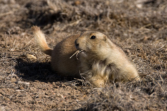 Prairie dogs (Cynomys)