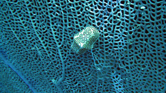 Flamingo Tongue Snail (Cyphoma gibbosum)