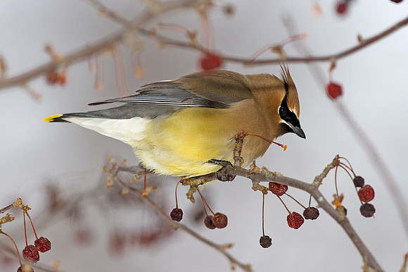 Cedar Waxwing (Bombycilla cedrorum)