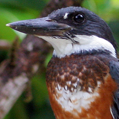 Ringed Kingfisher (Megaceryle torquata) female