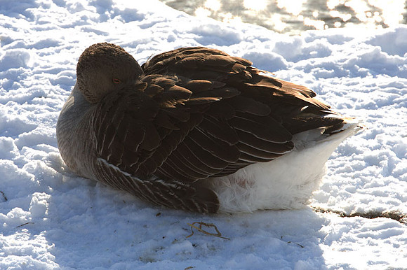 duck?