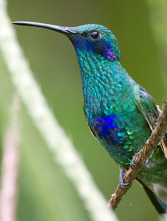 Sparkling Violetear (Colibri coruscans)