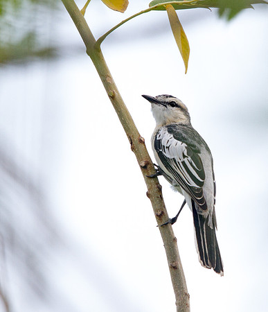 White-shouldered triller (Lalage sueurii)