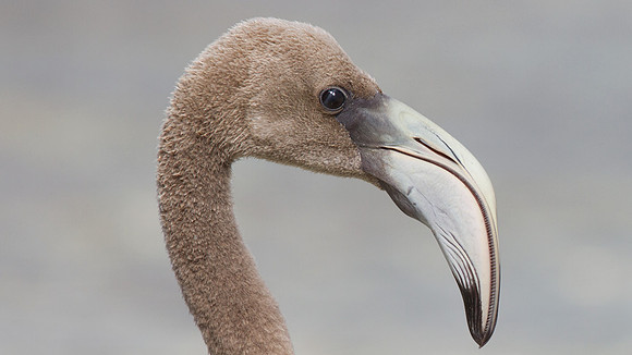 American Flamingo (Phoenicopterus ruber) immature