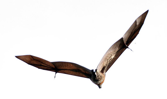 Flying Fox