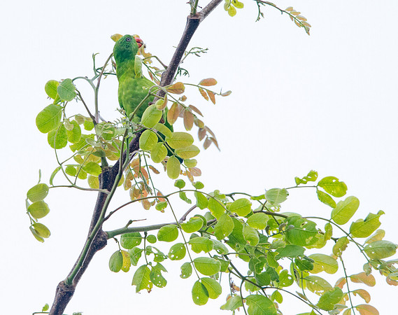 Yellow-throated hanging parrot (Loriculus pusillus)