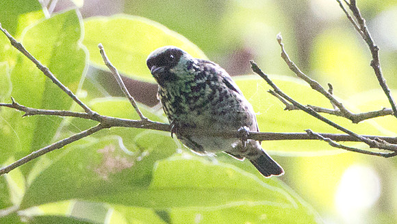 Beryl-spangled Tanager (Tangara nigroviridis)