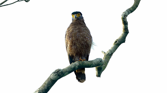 Crested Serpent Eagle (Spilornis cheela)