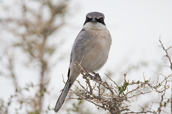 Loggerhead Shrike (Lanius ludovicianus)