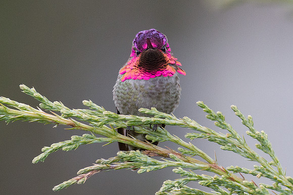 Anna's Hummingbird (Calypte anna)