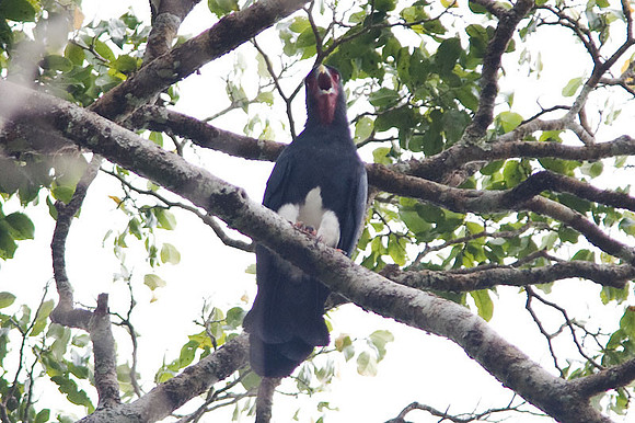 Red-throated Caracara (Ibycter americanus)