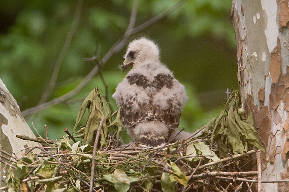 Red-shouldered Hawk (Buteo lineatus) juvenile