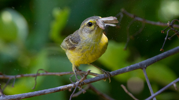 Vitelline Warbler (Dendroica vitellina) juvenile