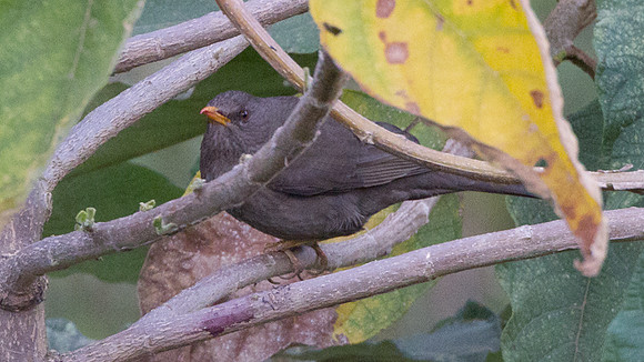 Glossy-black Thrush (Turdus serranus)