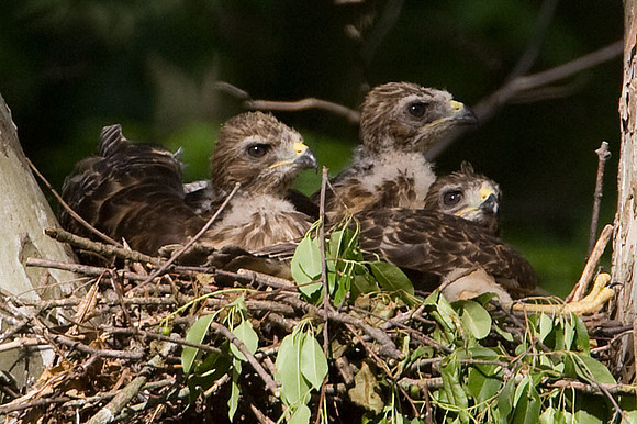 Red-shouldered Hawk (Buteo lineatus) juvenile