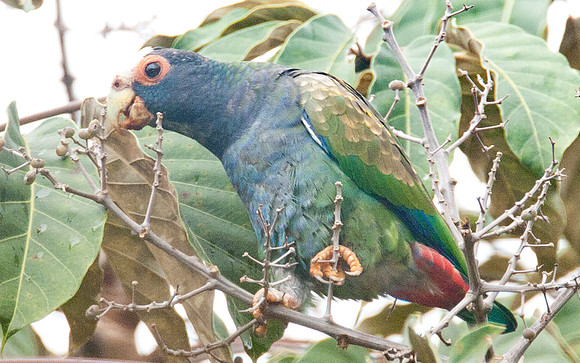 White-crowned Parrot (Pionus senilis)