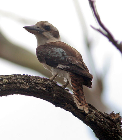 Laughing Kookaburra (Dacelo novaeguineae)