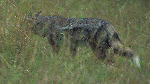 1988 Africa fox img473