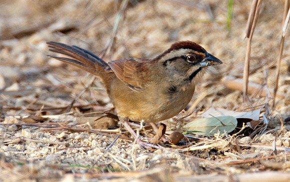 Rusty Sparrow (Aimophila rufescens)