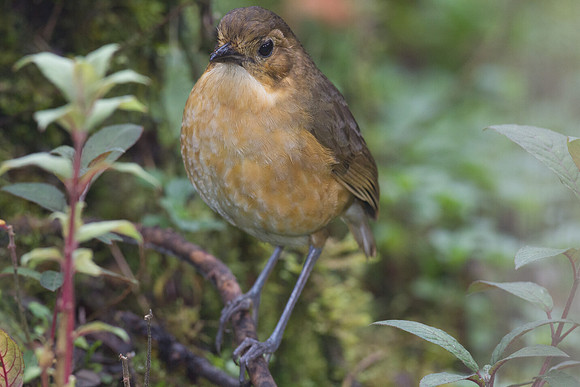 Tawny Antpitta (Grallaria quitensis)