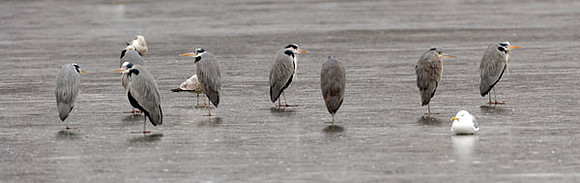 Grey Heron (Ardea cinerea)