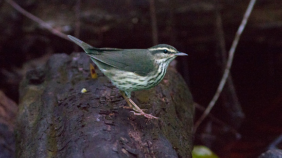 Northern Waterthrush (Parkesia noveboracensis)