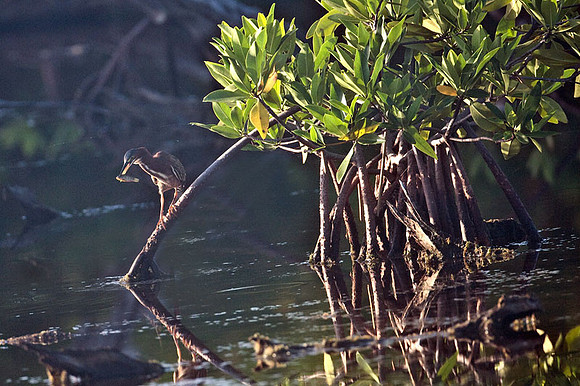 Green Heron (Butorides virescens)