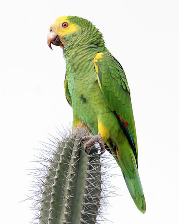 Yellow-shouldered Amazon (Amazona barbadensis) also known as Yellow-shouldered Parrot